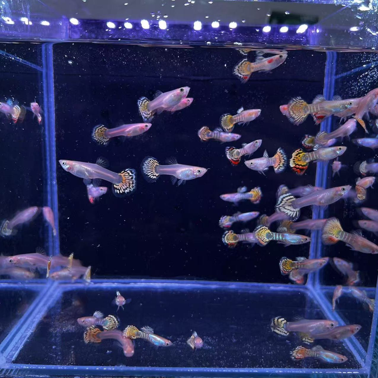 金老虎淡水热带观赏孔雀鱼好养耐活适合新手练手