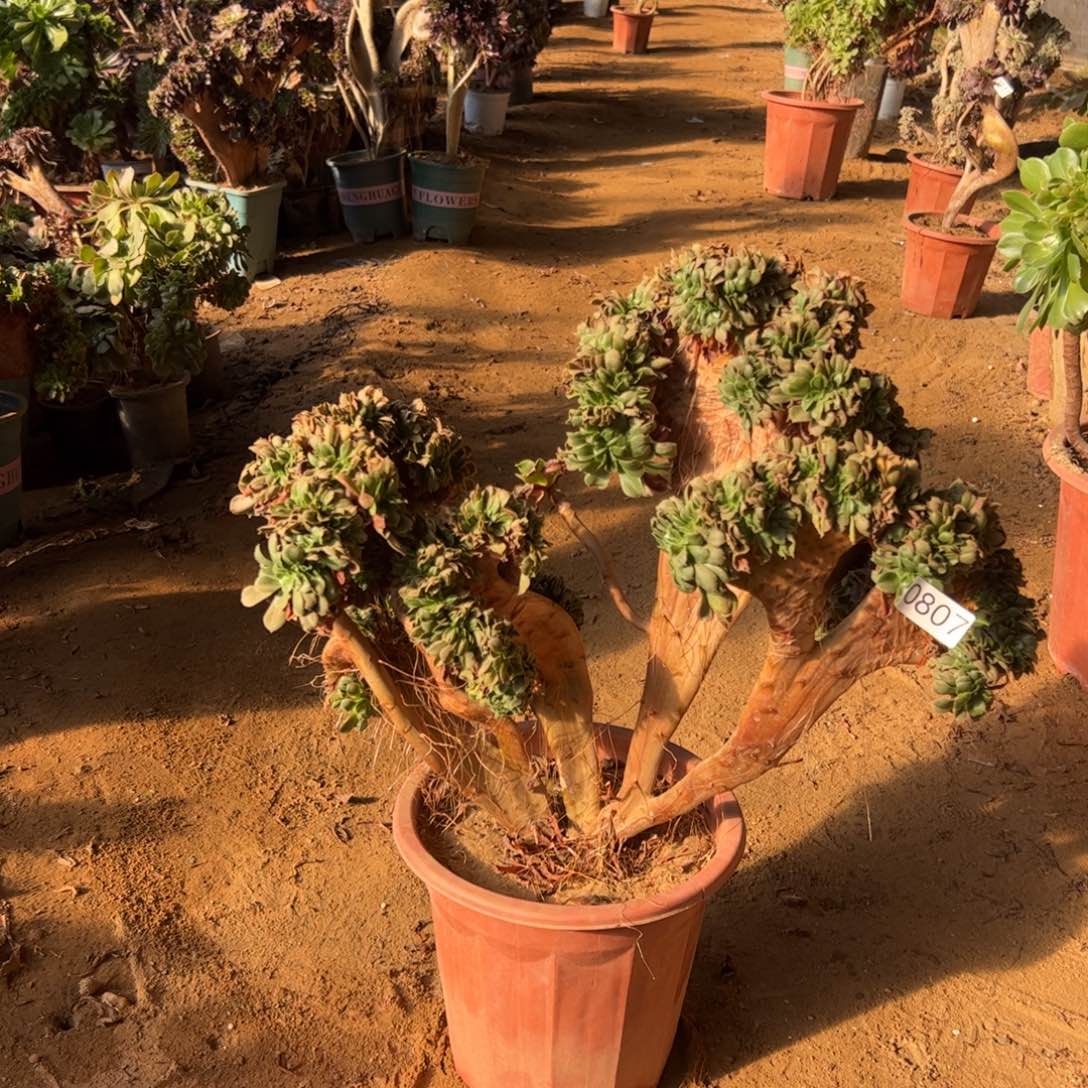 小叶807冠服50厘米