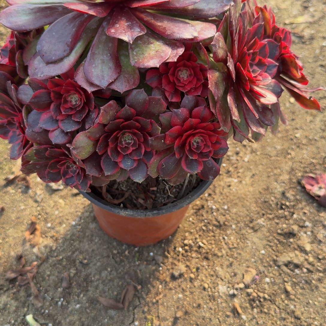 403克拉恋人 多肉植物