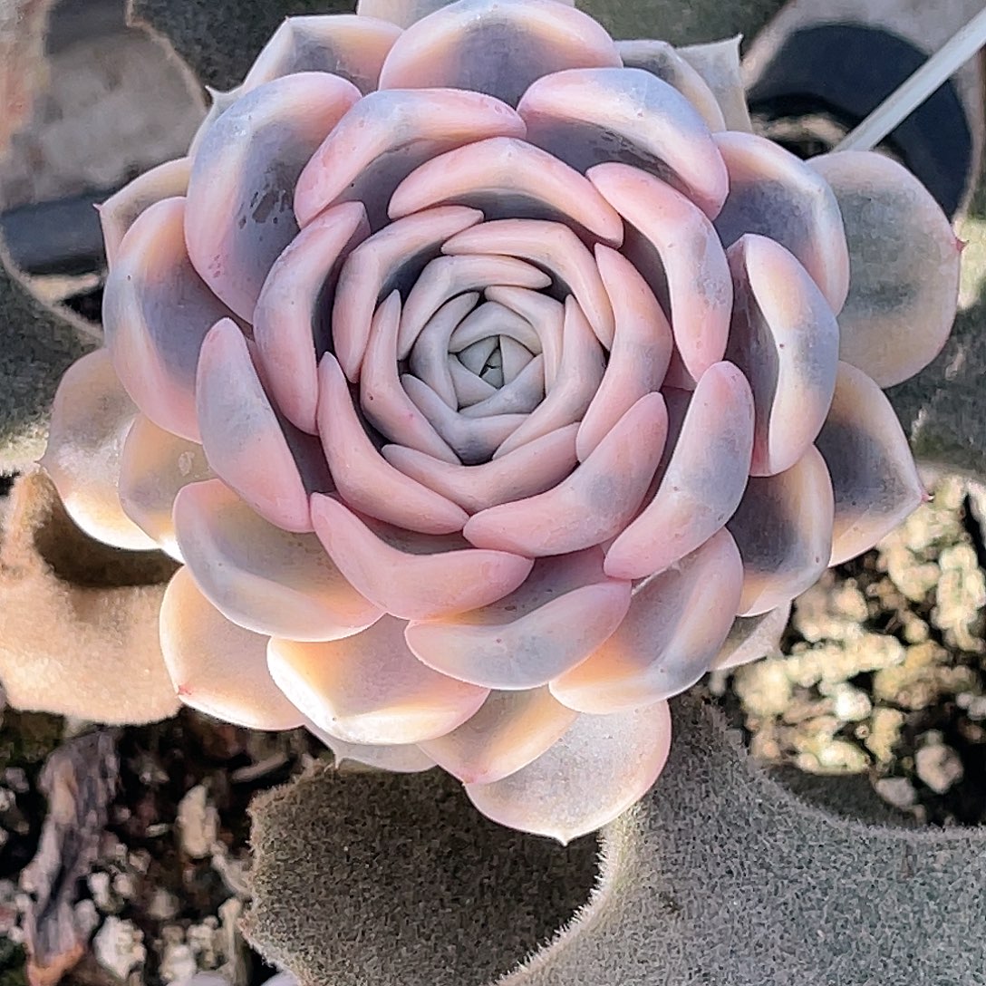 尚品园艺福利汉堡锦落地发货