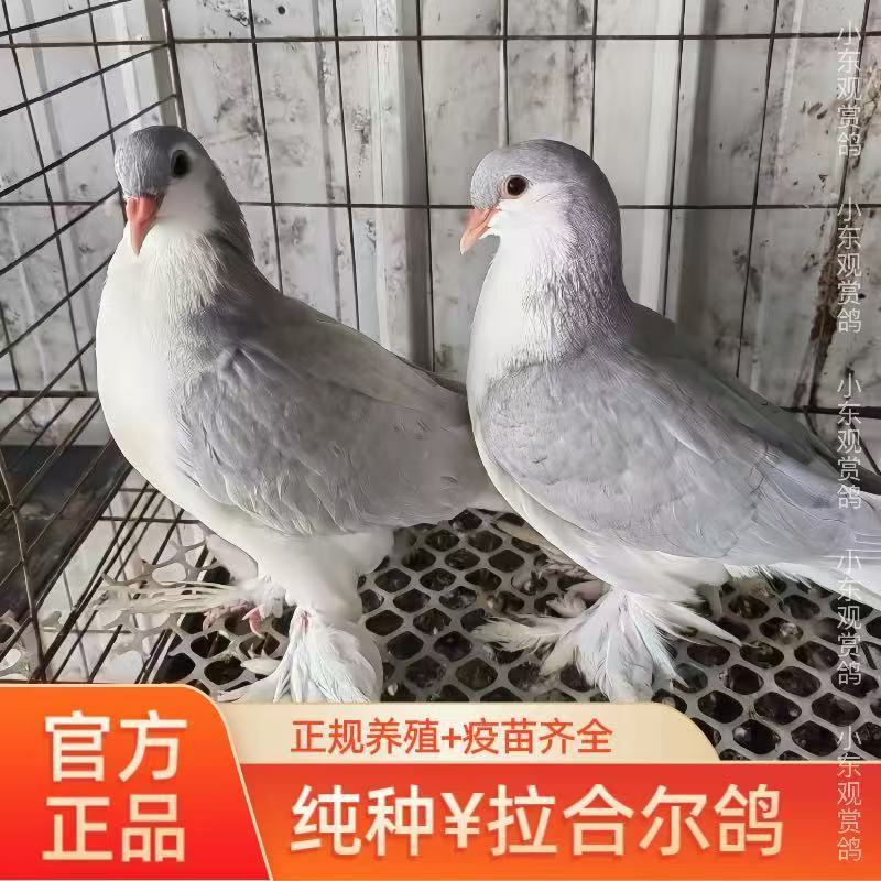 精品信鸽　高飞点子　拉合尔观赏鸽　种鸽　青年鸽