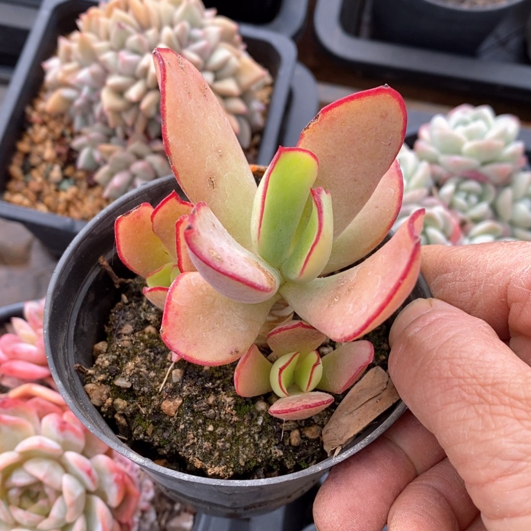 精品多肉一物一拍不包整91