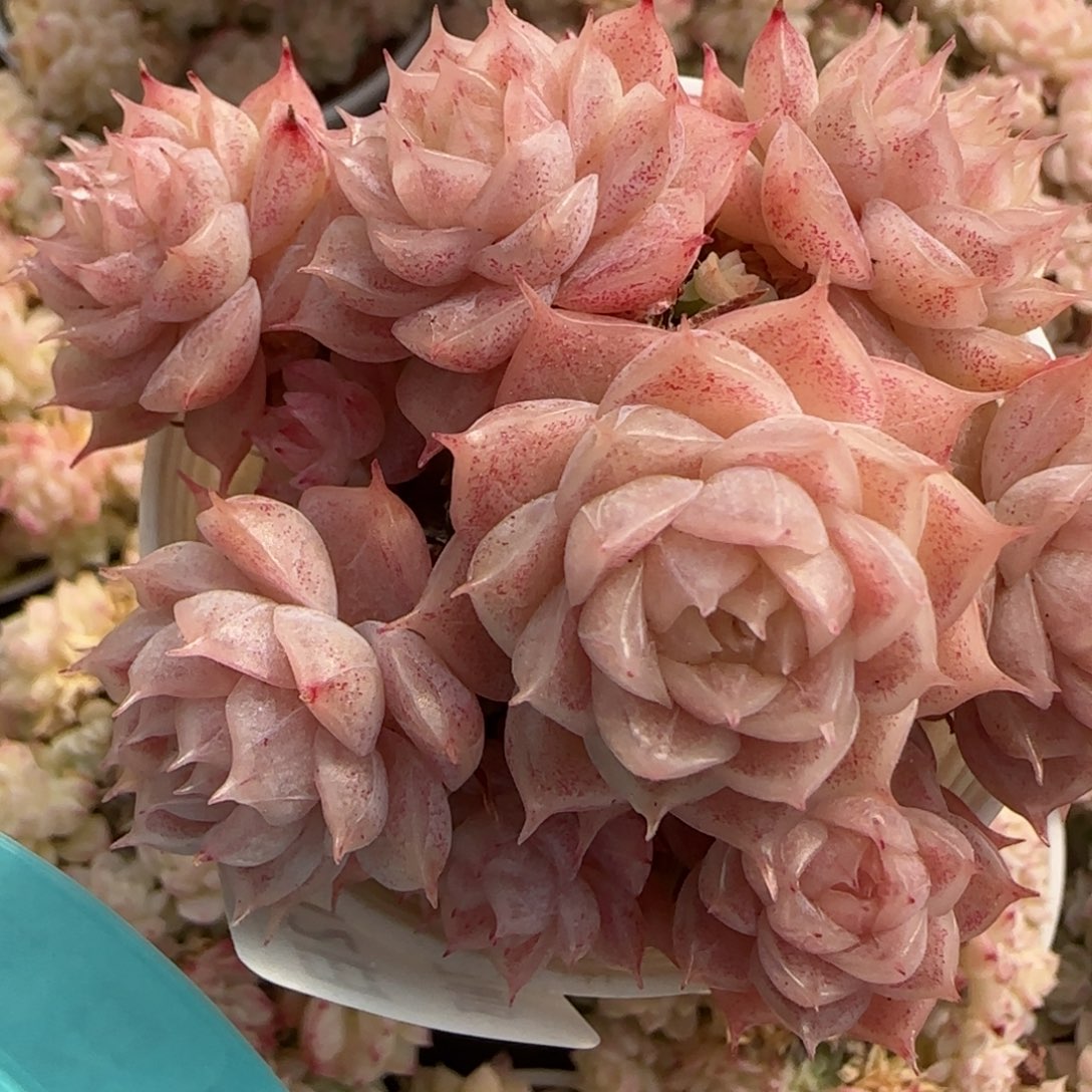 花语逸镜0212-425散