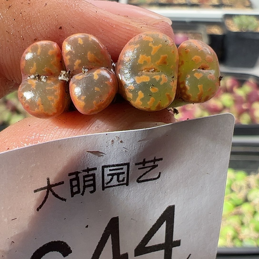 一物一拍。      644