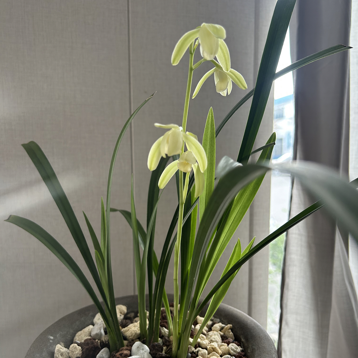 兰花，四季兰，仙山明月开品！