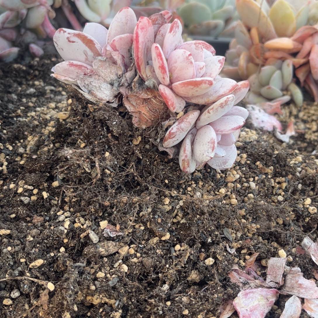 L****lyj姐姐的雪莲群生一物一拍