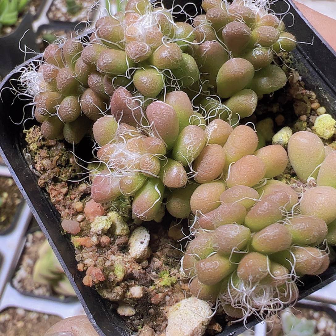 茶粒19包邮多肉植物