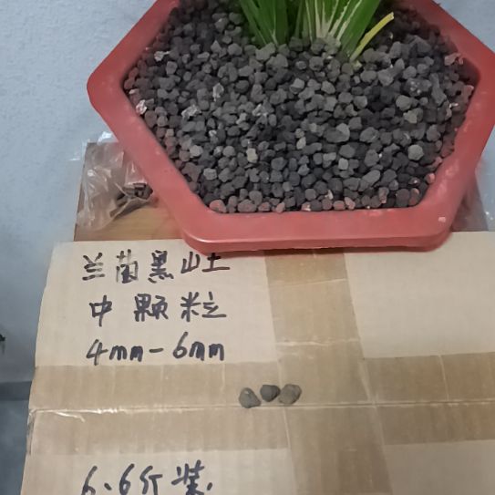 开***鼠兰菌黑山土中颗粒6.6斤