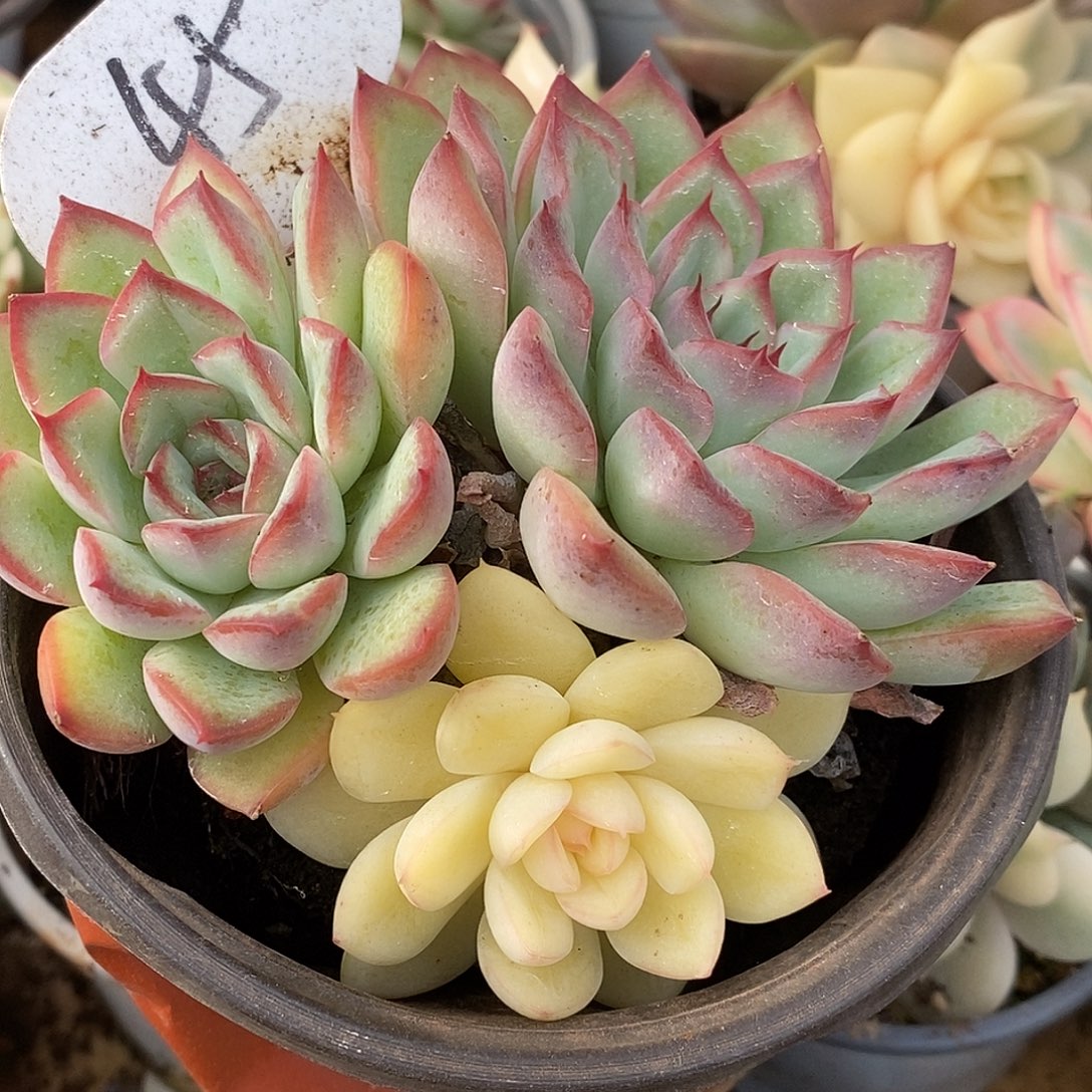 45三头雨燕座high