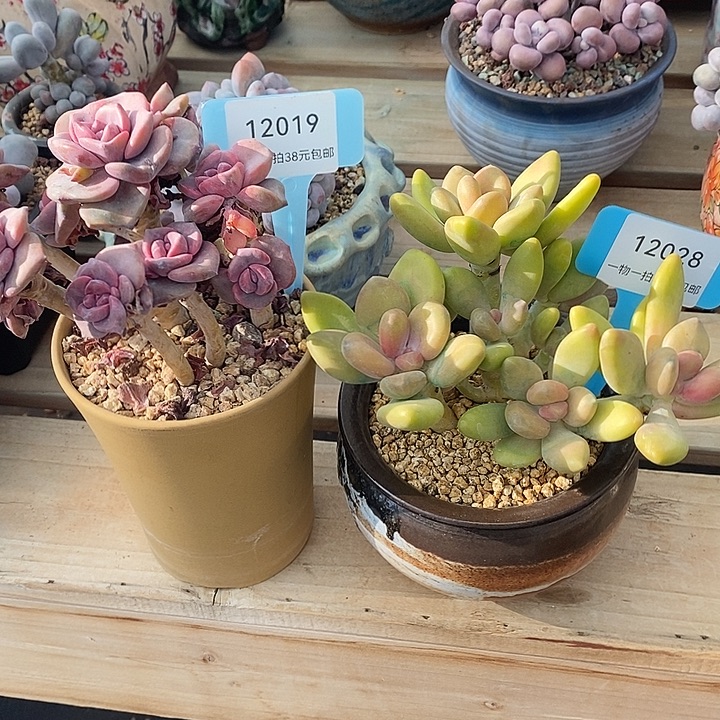 星***亮胭脂精品多肉 8888