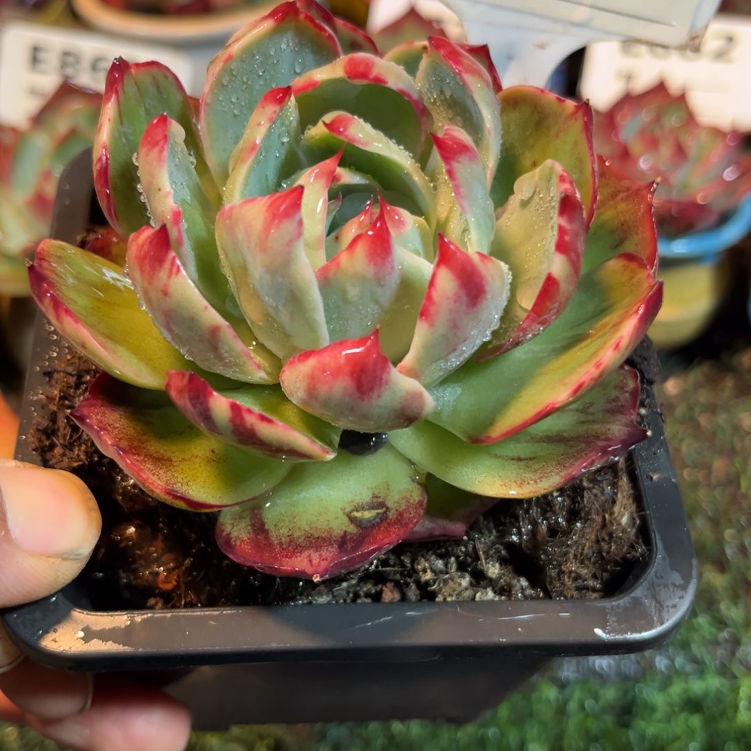 惊鸿一瞥738号多肉