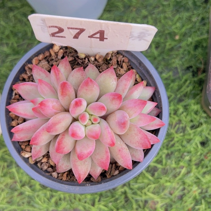 健健康康平平安安