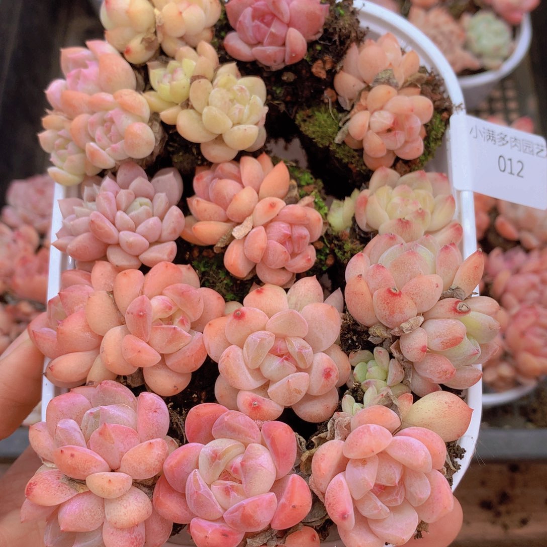 我要睡觉了哦晚安了晚安012