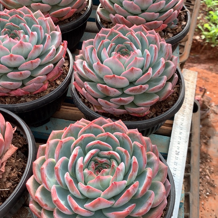 红鸾单头39.99多肉植物