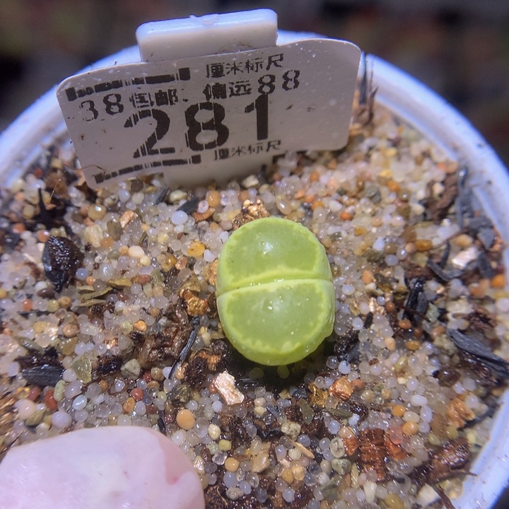 S精品生石花.281