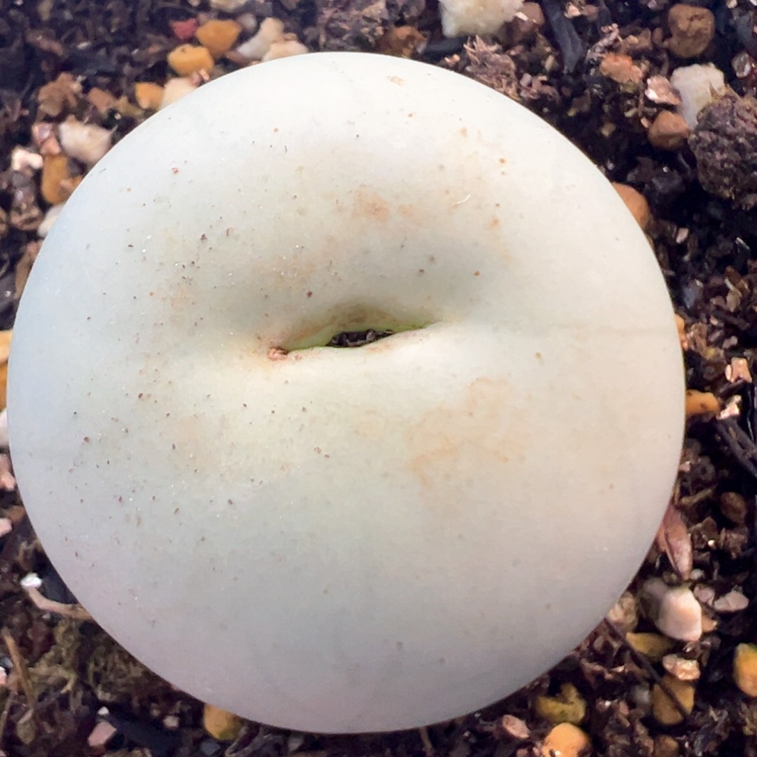 3公分大鸽子蛋 肉锥植物