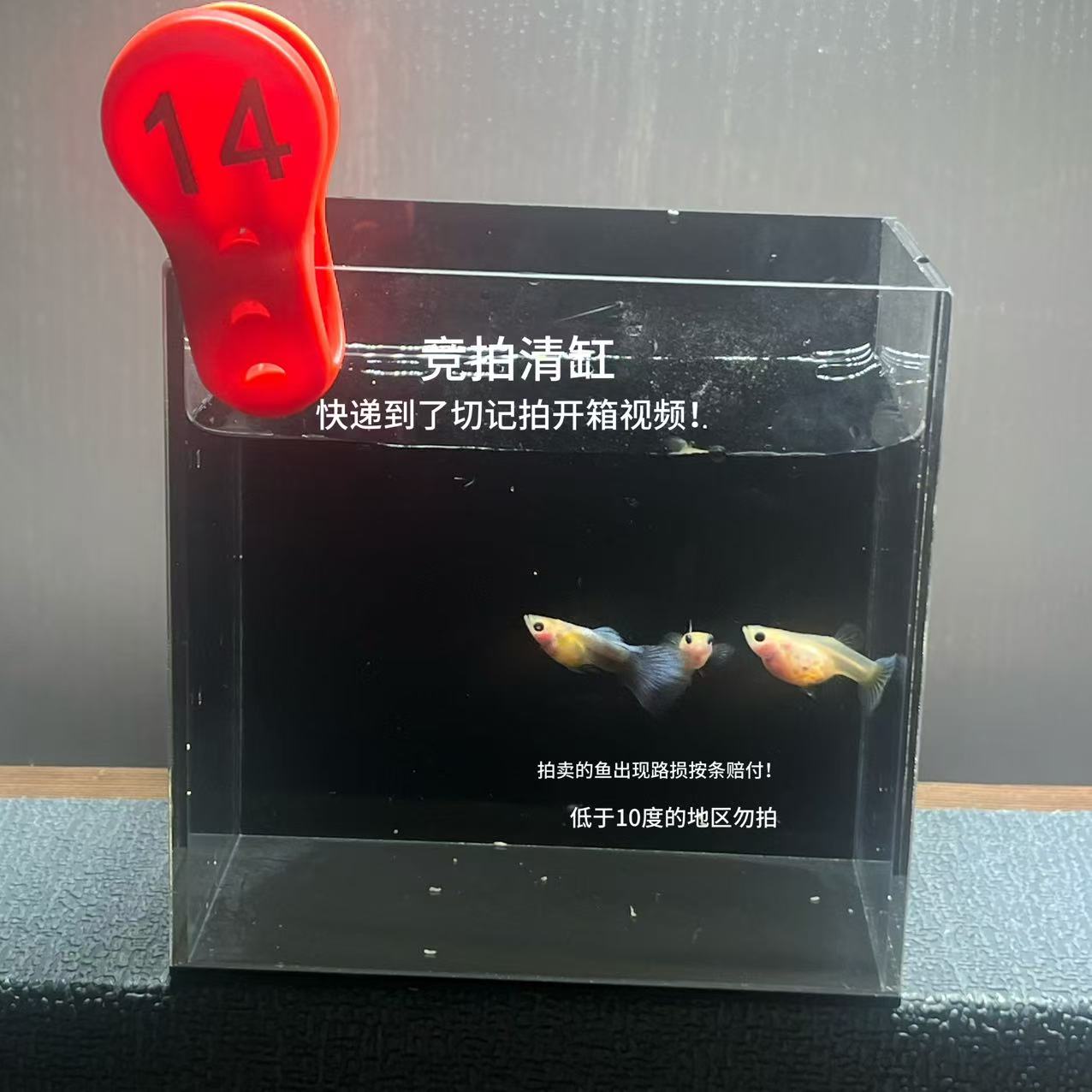 黄肉蓝礼服一公两母编号14