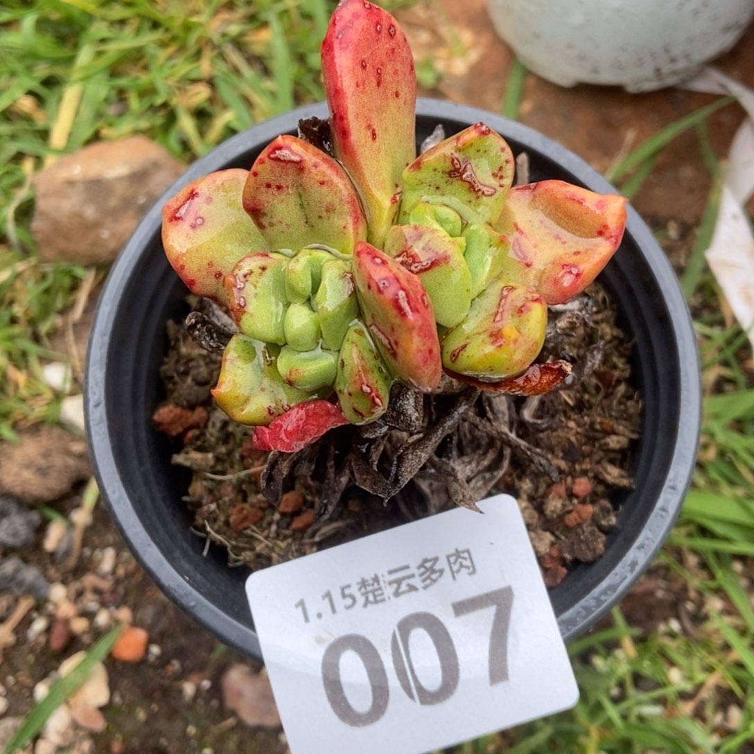 007绿玫瑰多肉植物