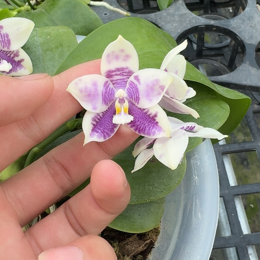 当前无花栽培后可以开花l009 瑕疵八寸孔雀猫头鹰