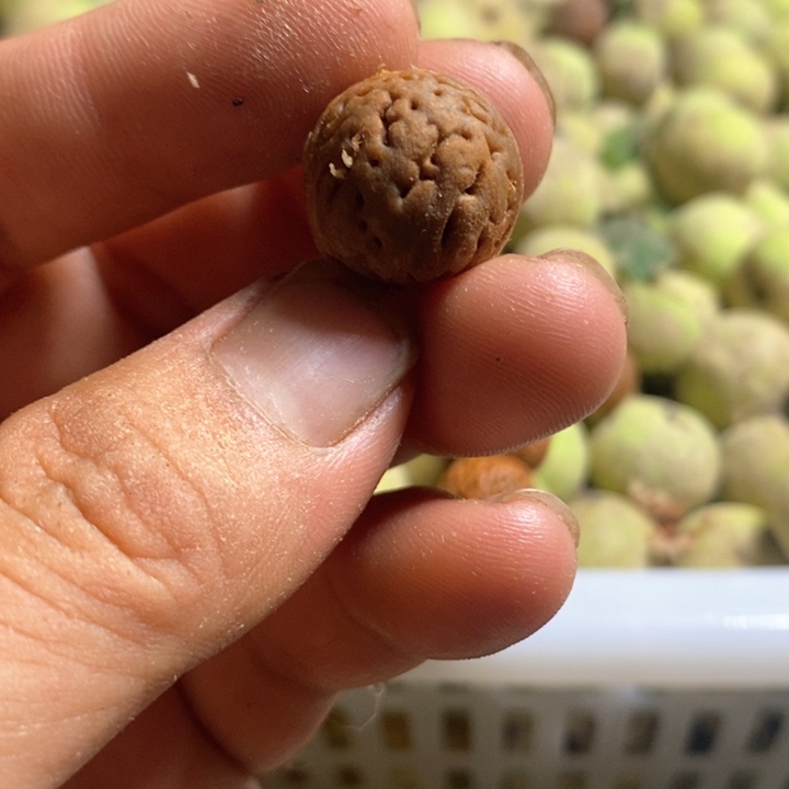 肉文元宝桃核散籽40粒