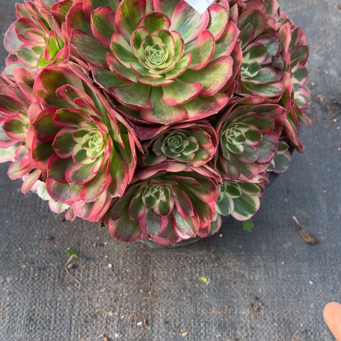 欣***友257鸿运多肉多肉多肉多肉