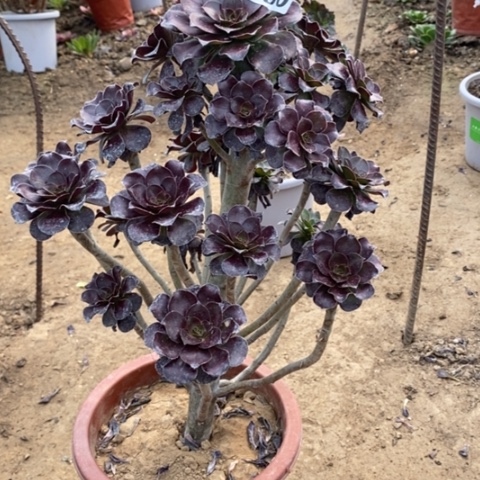 950黑圆叶多肉法师