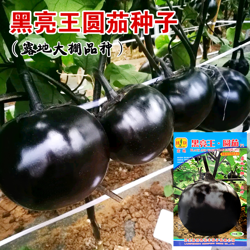 黑亮王圆茄种子茄子苗秧种籽蔬菜种孑四季盆栽春季夏紫茄子秋冬季