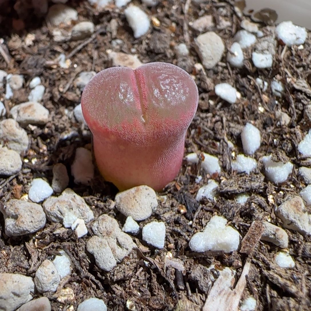 肉锥多肉植物组合-流沙66