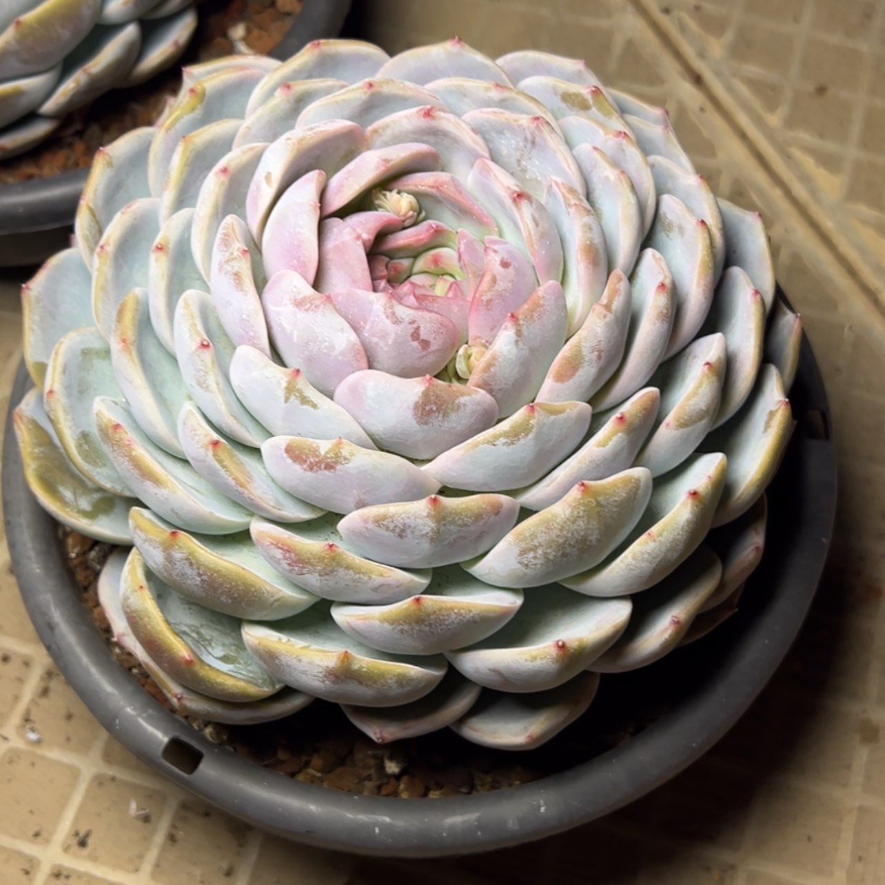 【闪购商品】蓝橙多肉39.8