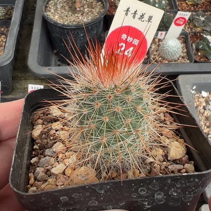 实生狂刺绯泉变种一棵