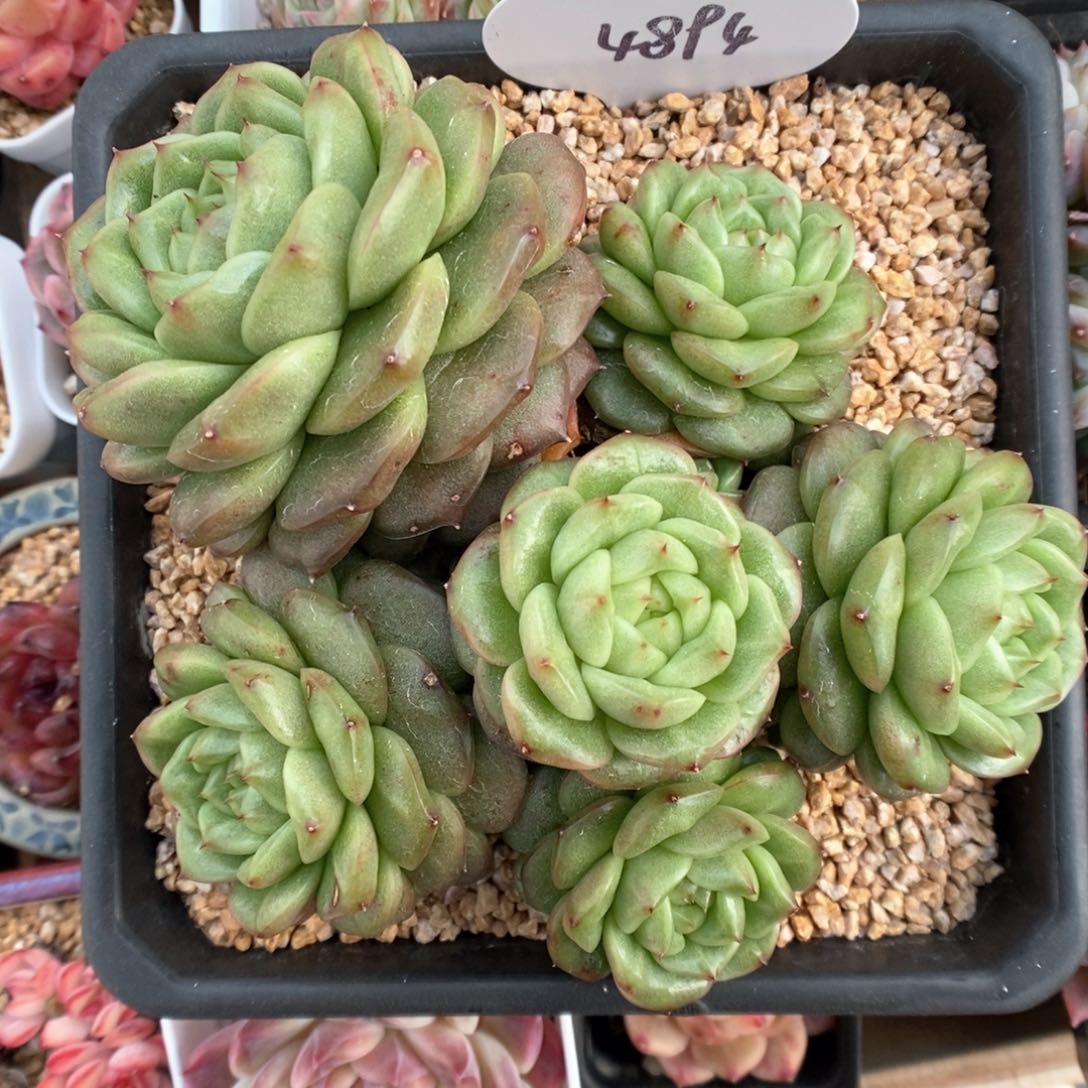 灯泡珍妮群生4894号