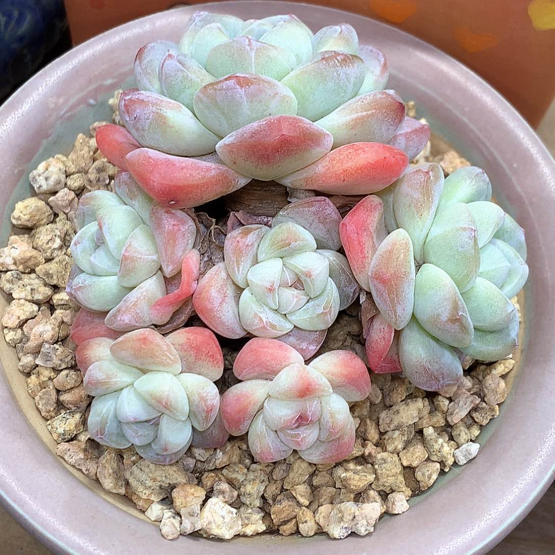 冰玉冰玉冰玉冰玉冰玉