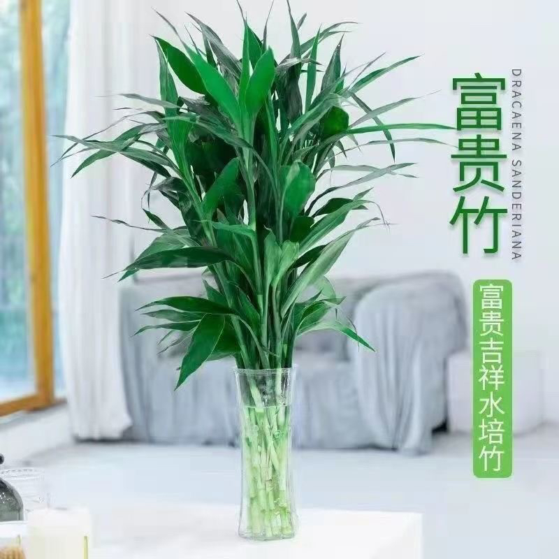 富贵竹水培植物室内客厅绿植净化空气好养活水养招财转运竹