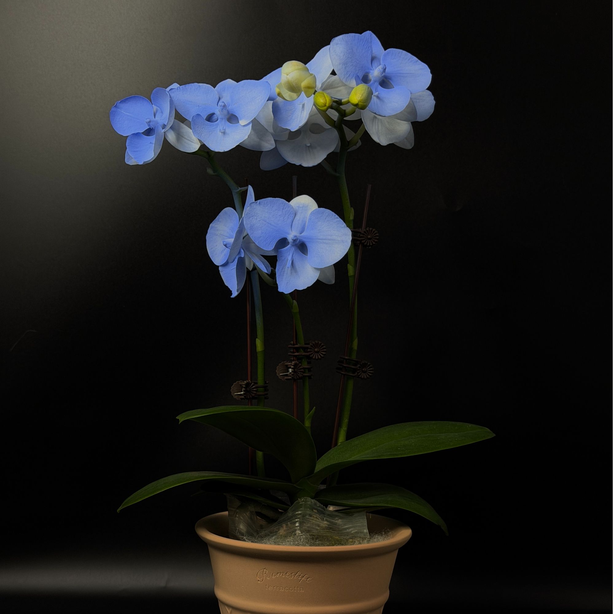 予兰花卉（”冰川“白天鹅）带花带花苞3.0寸杯发货AA