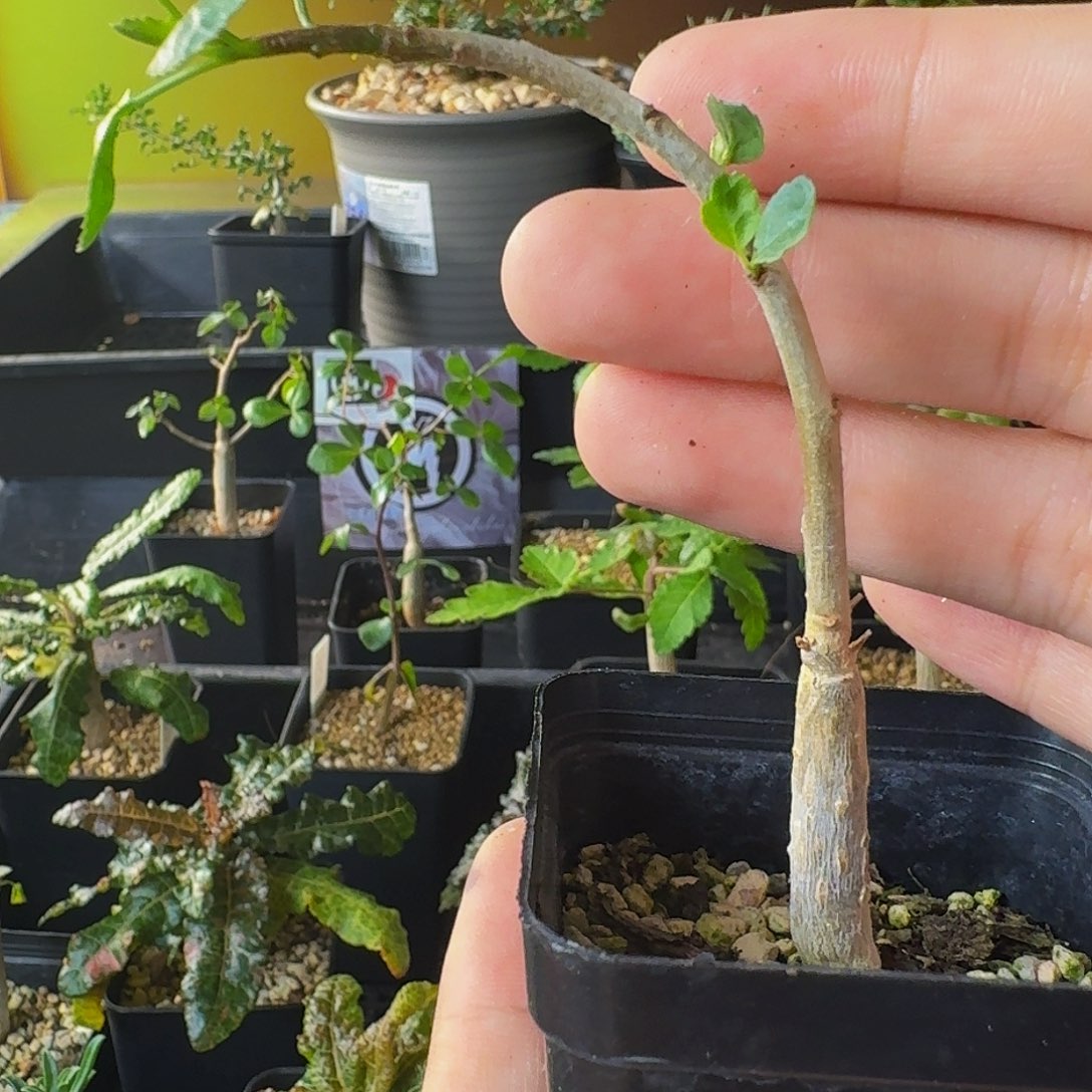 炒***香实生纳马带盆土包邮