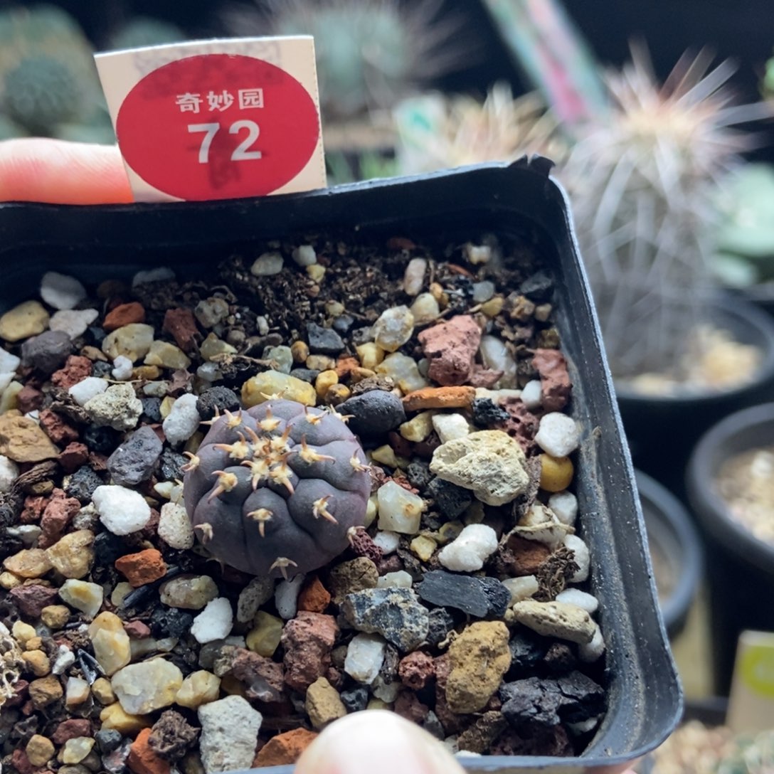 实生短豪刺猫爪一棵仙人球