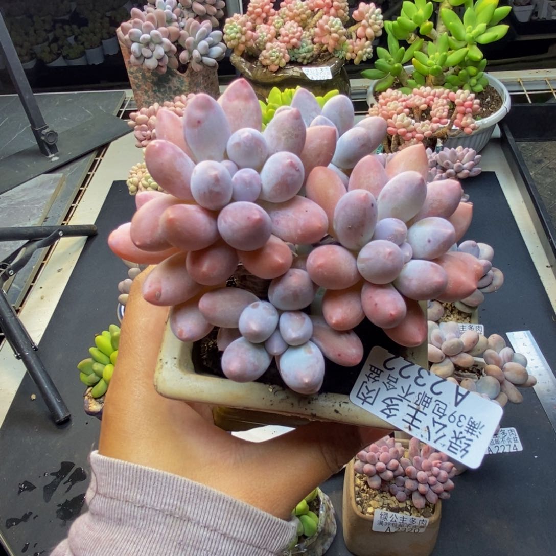 322丸叶汤圆多肉8cm