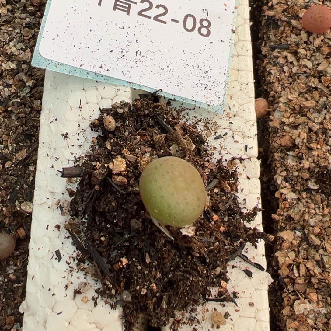 旁**多22-08肉锥多肉植物