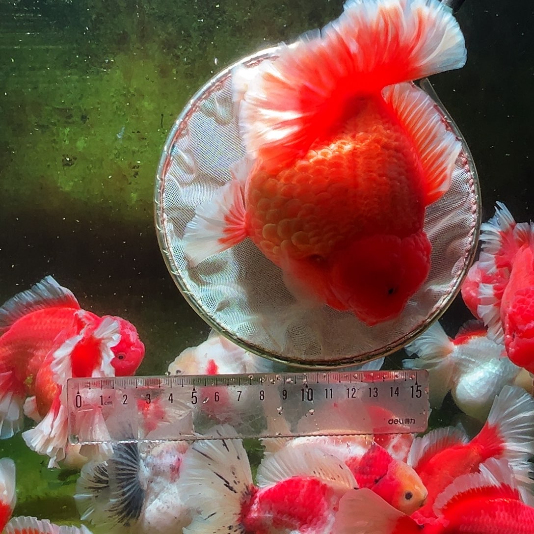 金鱼冷水金鱼百褶泰狮