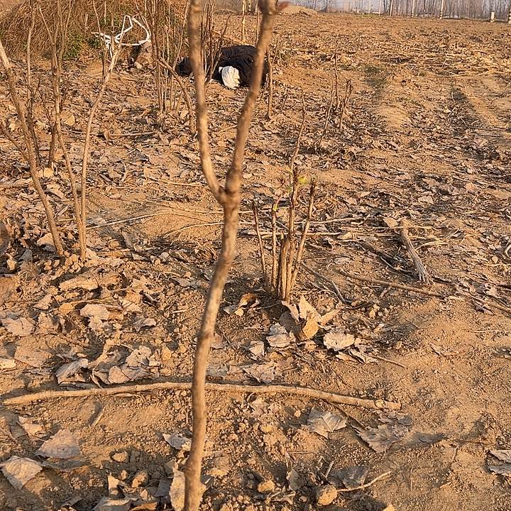 形***离完全开放花王中颗