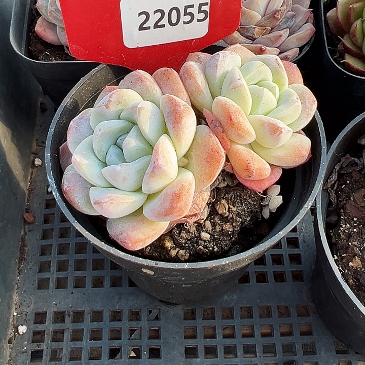 爱***o糖心。   22055号。 