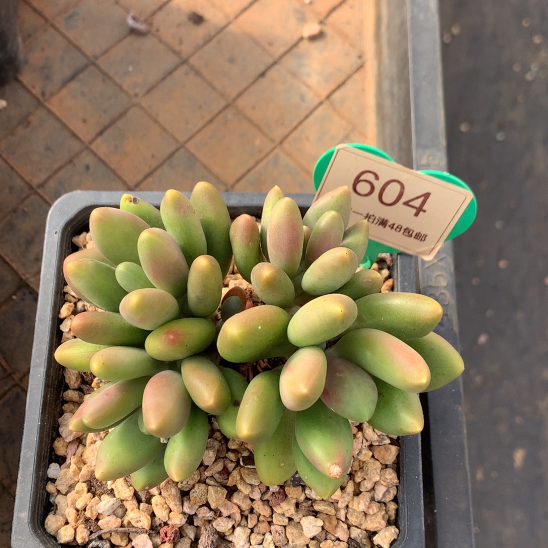 一***博芒果奶无砍平头604