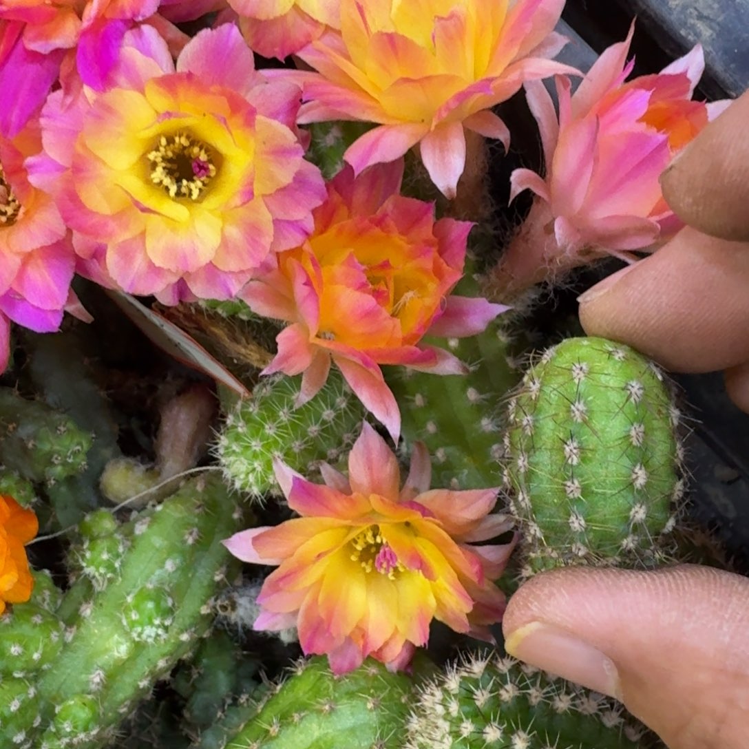 24白檀白12无根侧牙小一个，20包邮