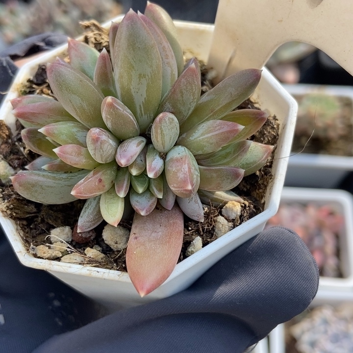 1019炫彩星多肉植物保护