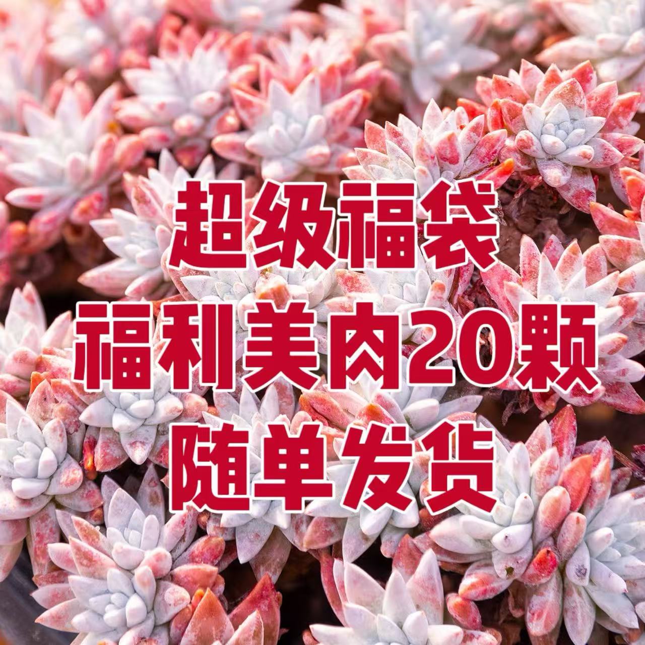 随单发20棵多肉
