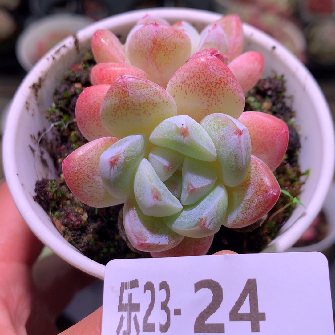 乐然23-24 冰玉双头