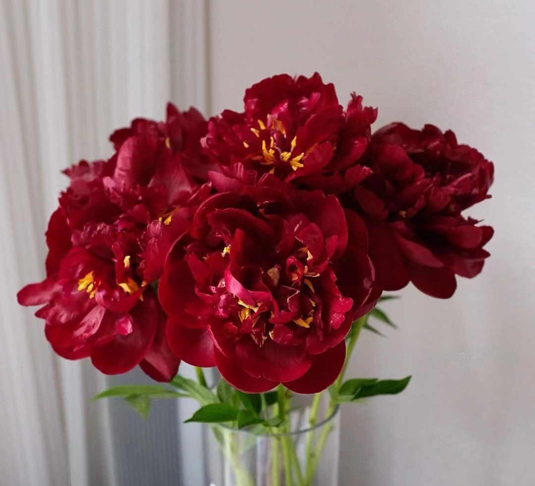 【巴克艾美人】分株边苗1到2芽小苗福利品【请理性消费】