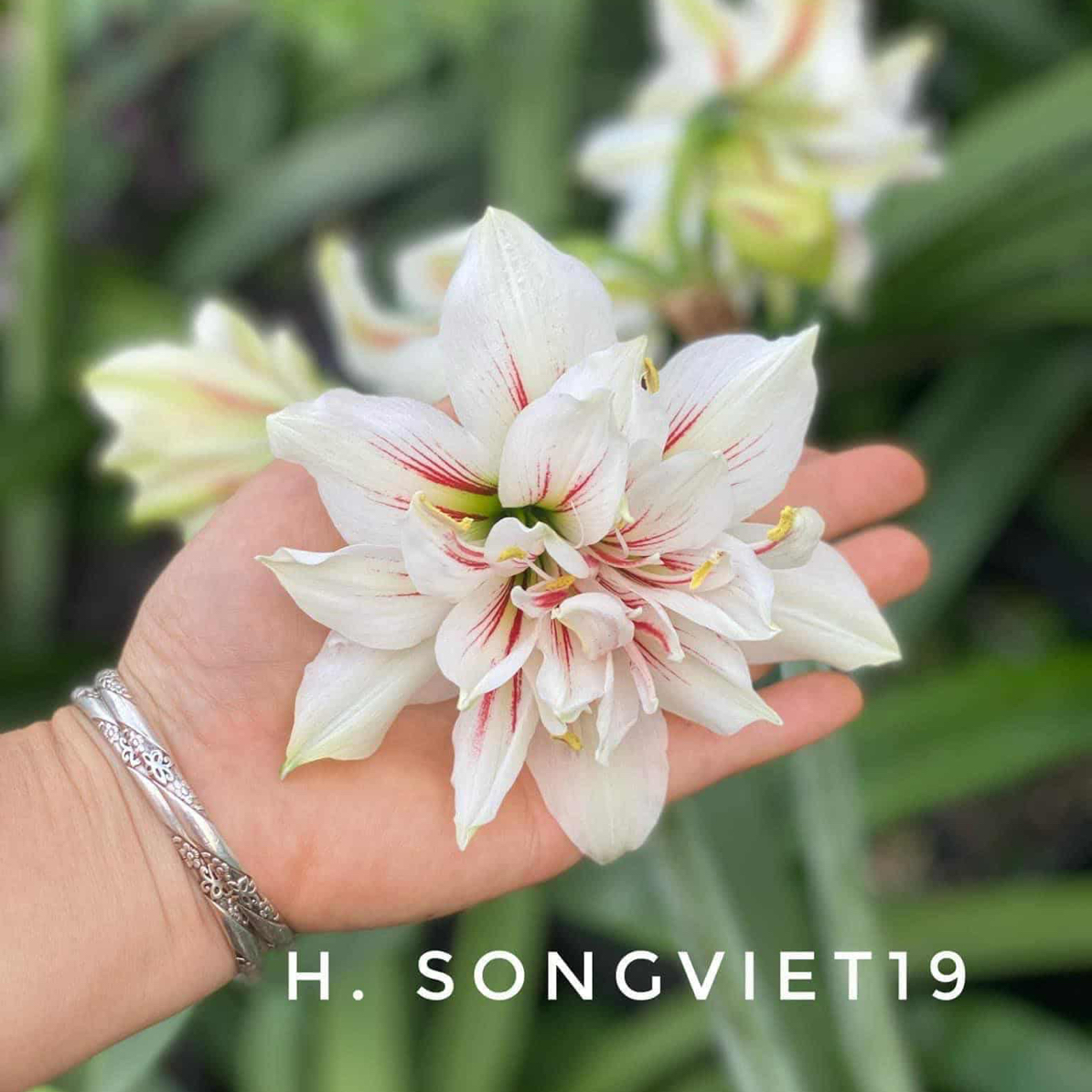 S孤挺花园 Sv19 裸球