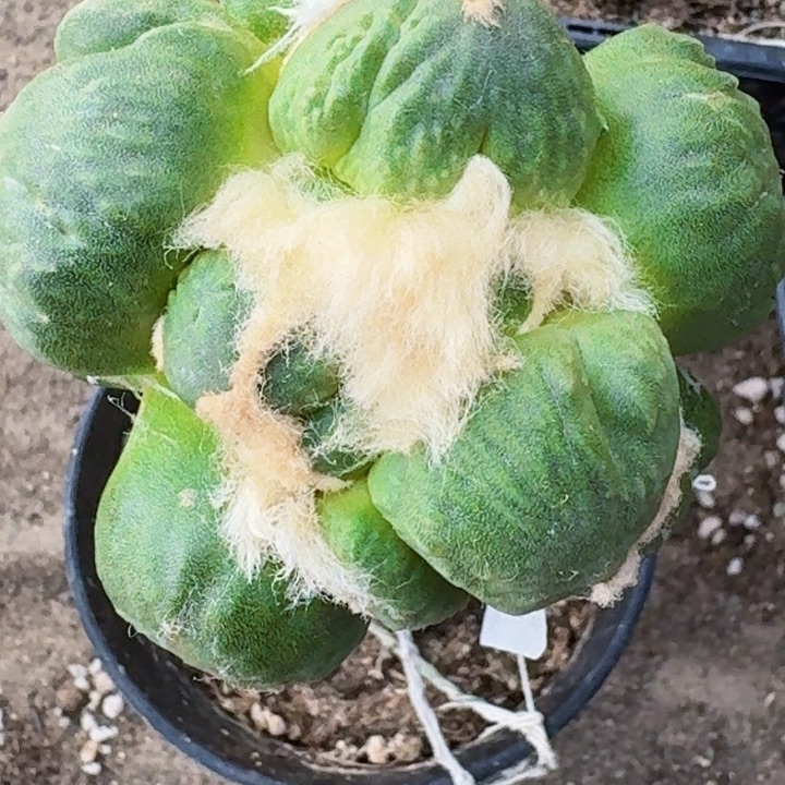 无花朵福利苗接蛋怒418