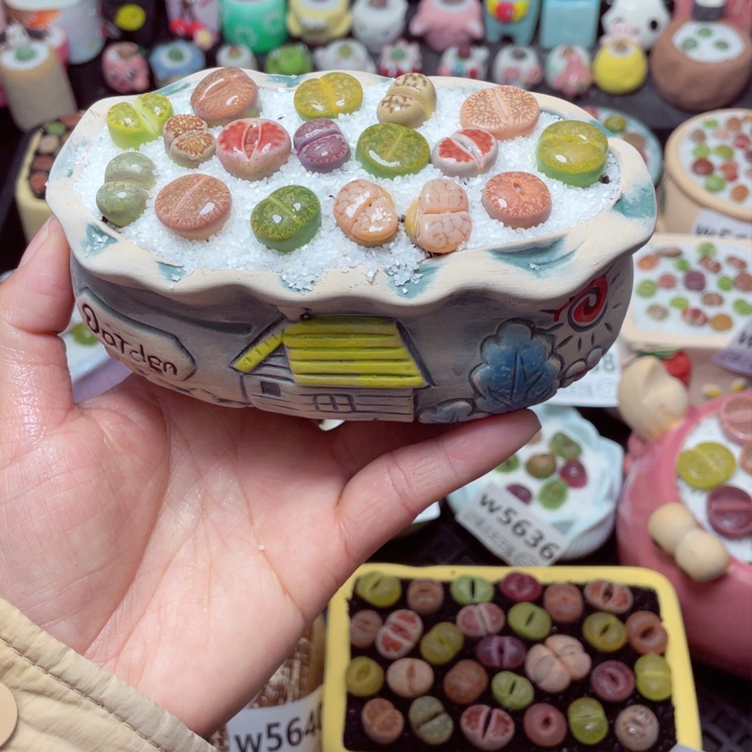 w5627 带盆土发货-零下地区拍保温箱